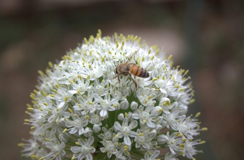 Franks Honey Company Pollination Services