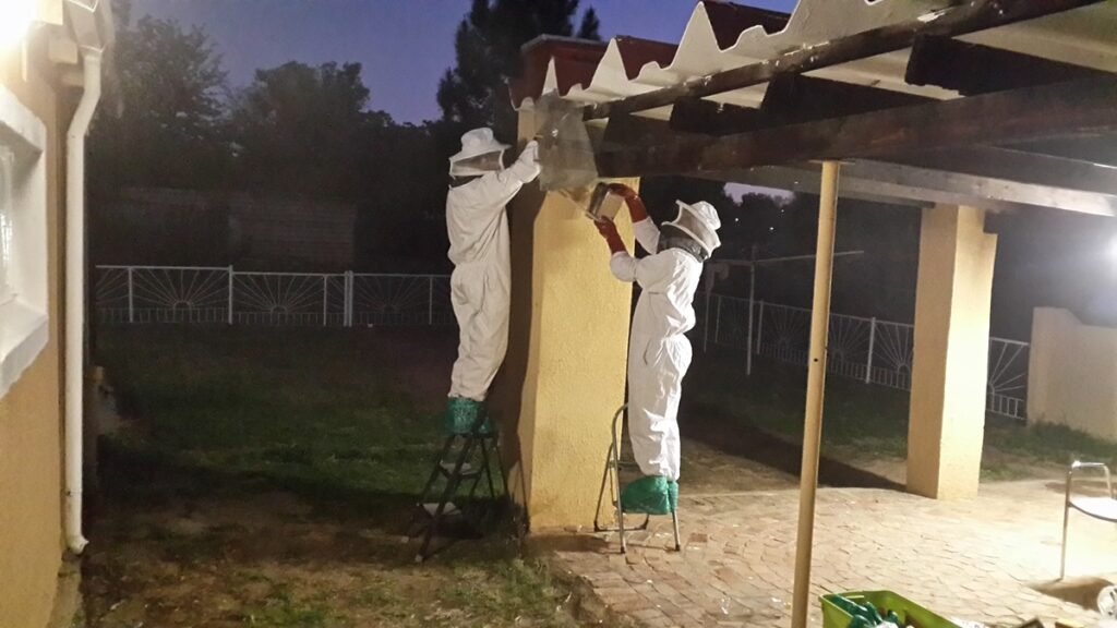 Bee Removals