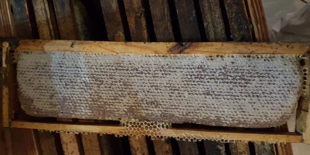 Honey Frame Ready For Harvest